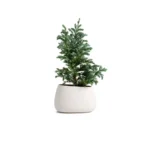 گل آپارتمانی