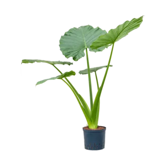 alocasia macrorrhiza (L)