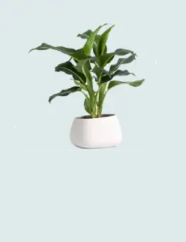 banner-plant