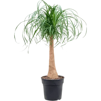 گل لیندا بزرگ