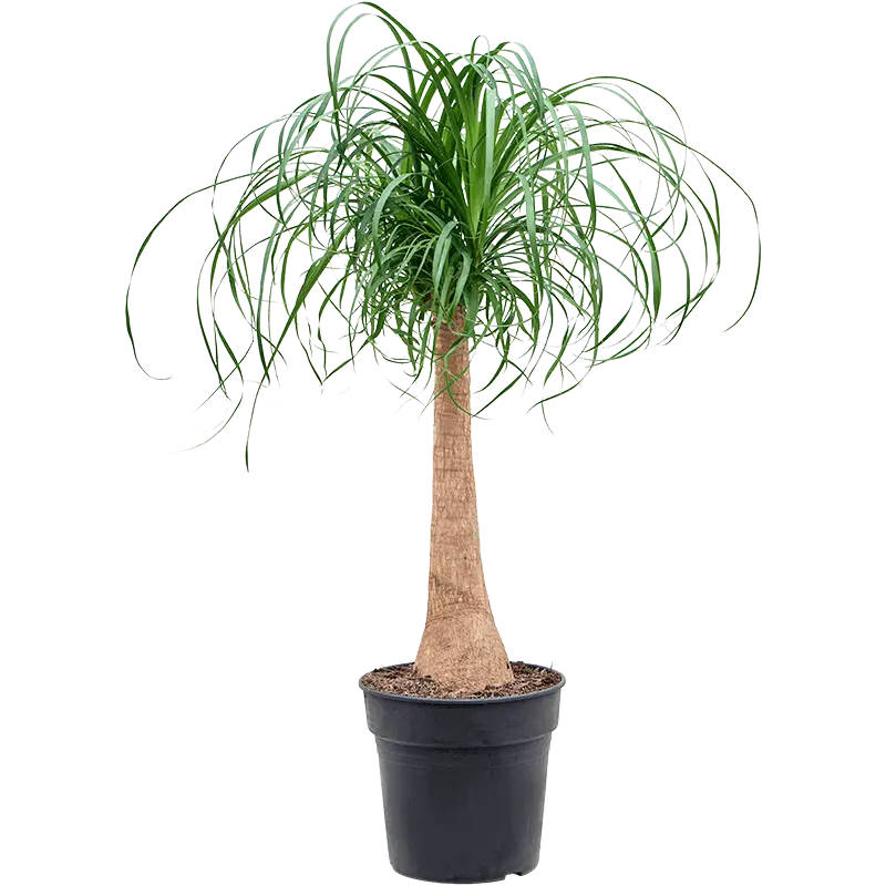 گل لیندا بزرگ