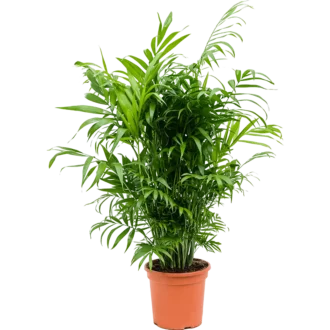 نخل شامادورا بزرگ