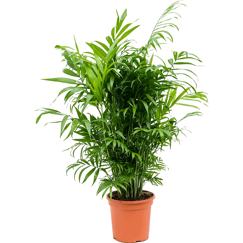 نخل شامادورا بزرگ