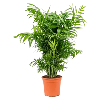 شامادورا متوسط