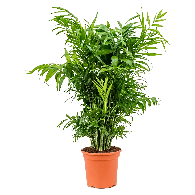 شامادورا متوسط