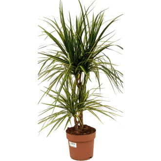 دراسینا مارگیناتا متوسط