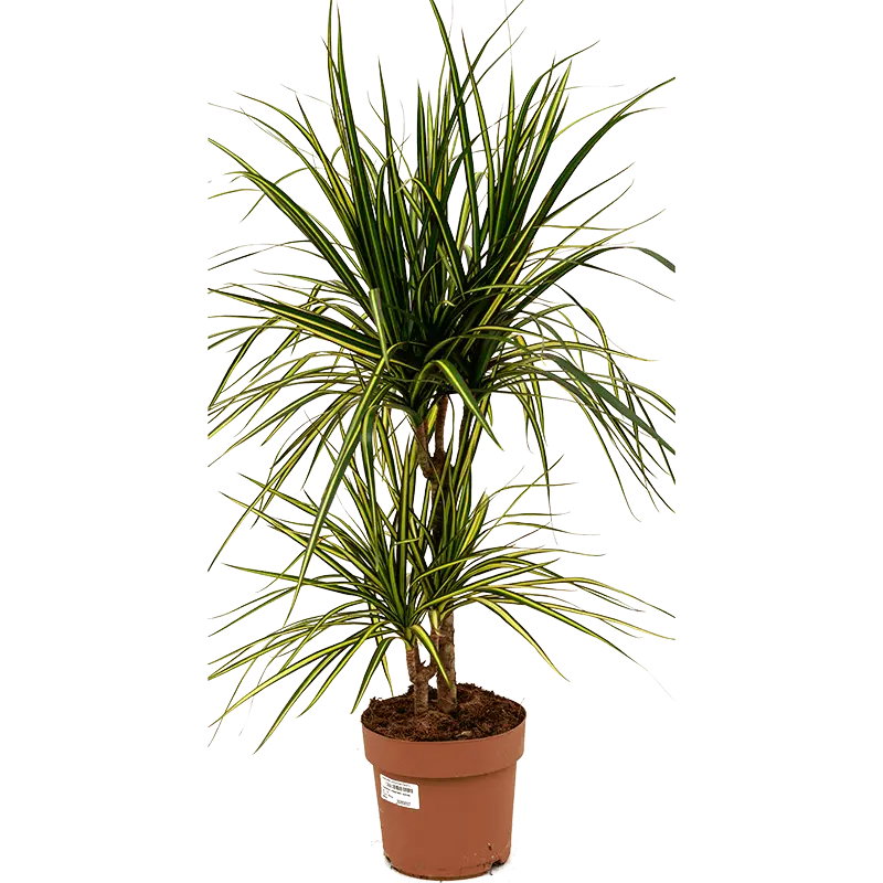 دراسینا مارگیناتا متوسط