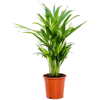 نخل اریکا متوسط