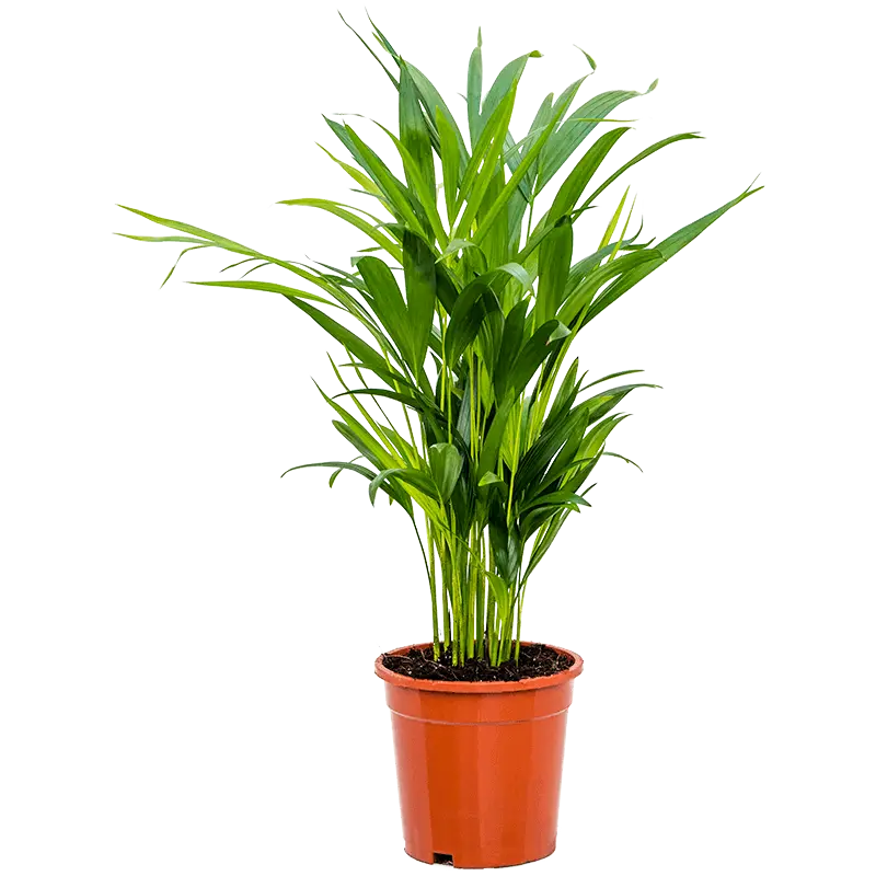 نخل اریکا متوسط