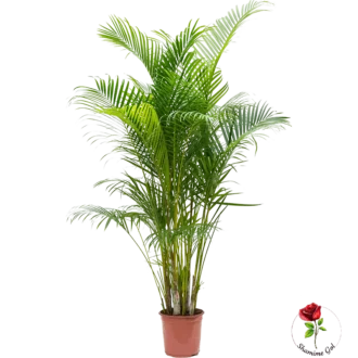 dypsis areca lutescens (XL)