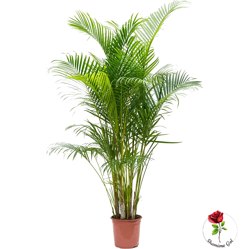 dypsis areca lutescens (XL)