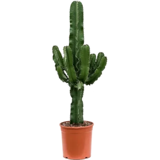 افوربیا تریگونا بزرگ