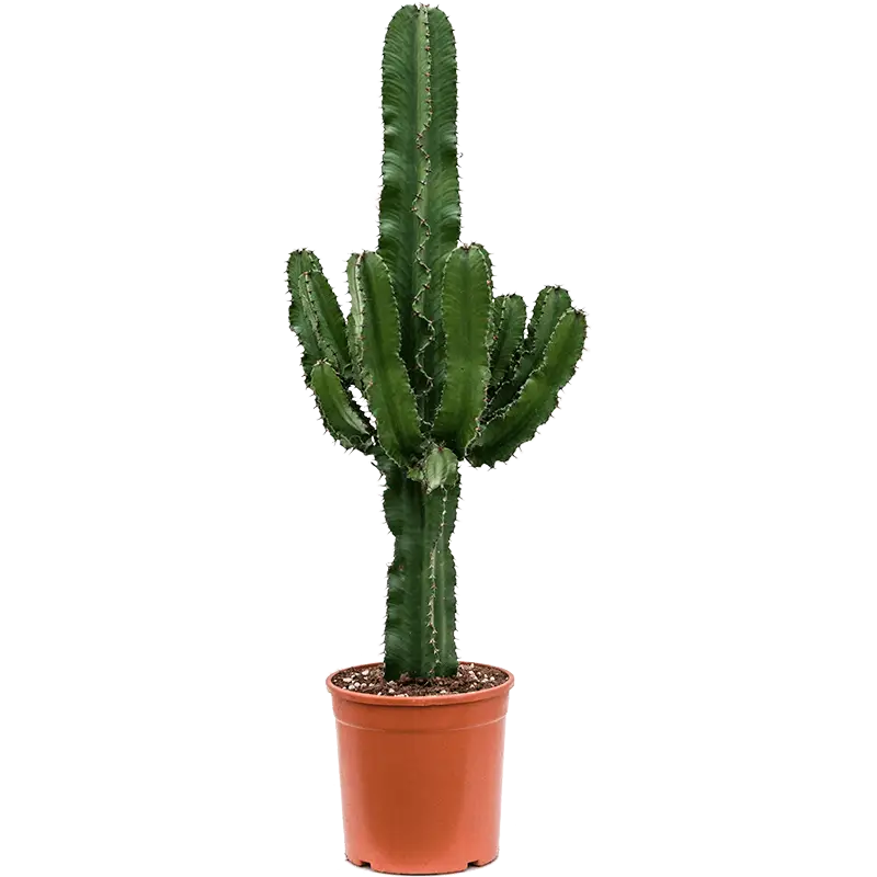 افوربیا تریگونا بزرگ