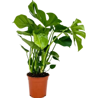 برگ انجیری یا مونسترا متوسط