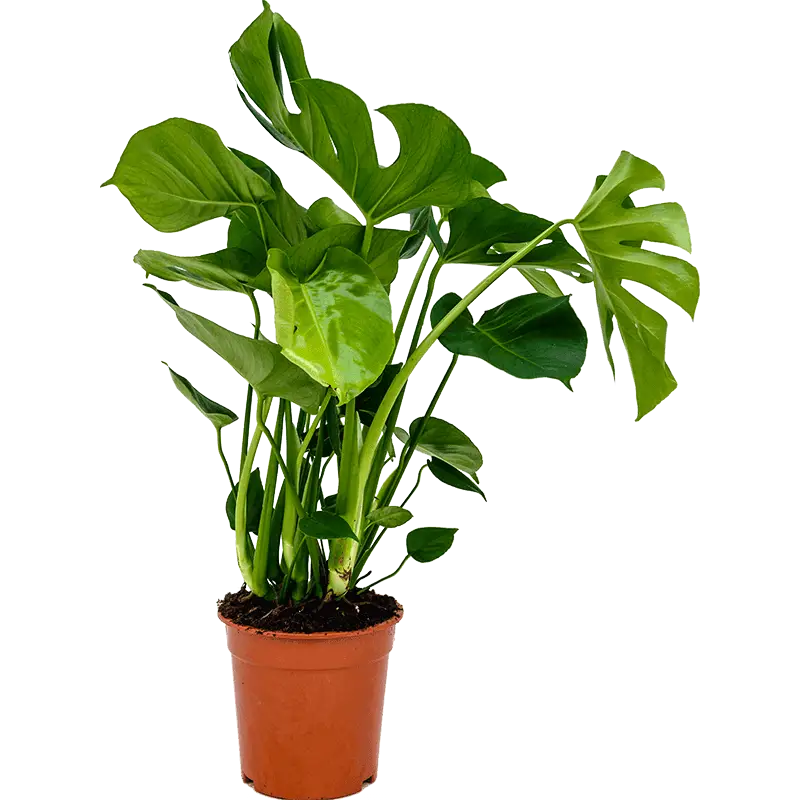 برگ انجیری یا مونسترا متوسط