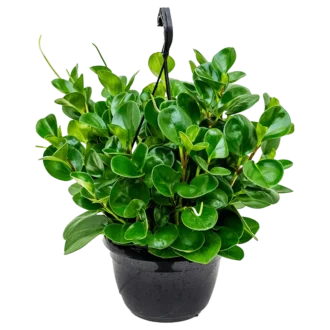 پپرومیا ابتوسیفولیا یا برگ قاشقی