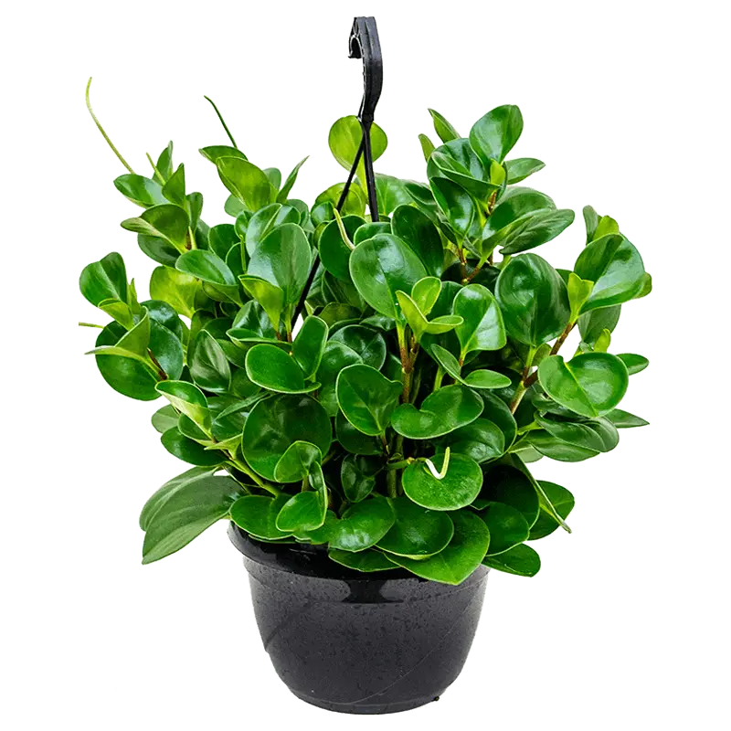 پپرومیا ابتوسیفولیا یا برگ قاشقی