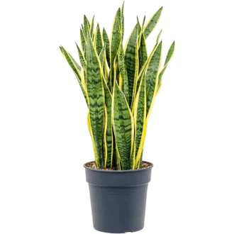 سانسوریا بزرگ