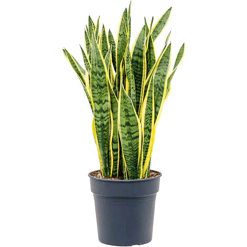 سانسوریا بزرگ