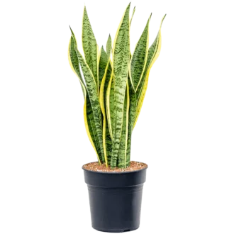 گیاه سانسوریا کراواتی متوسط