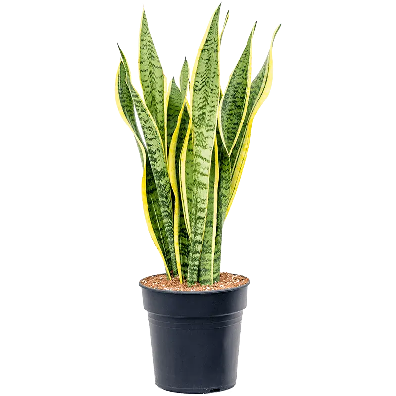 sansevieria laurentii (M) گیاه سانسوریا کراواتی متوسط