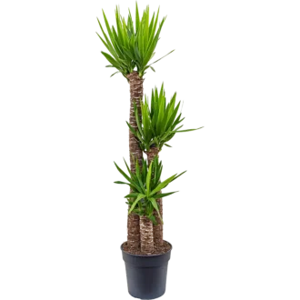 yucca elephantipes (XL)