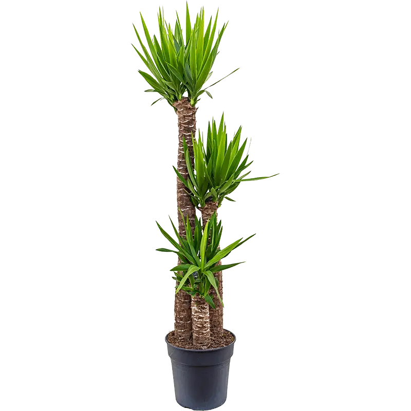 yucca elephantipes (XL)