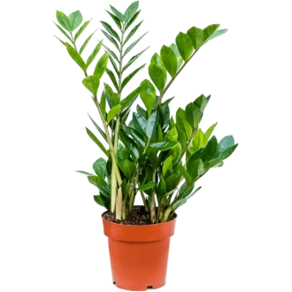 گل زاموفیلیا متوسط