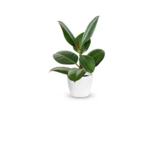 ficus