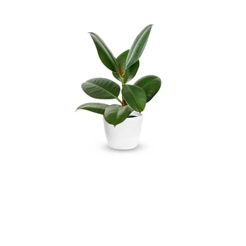 ficus